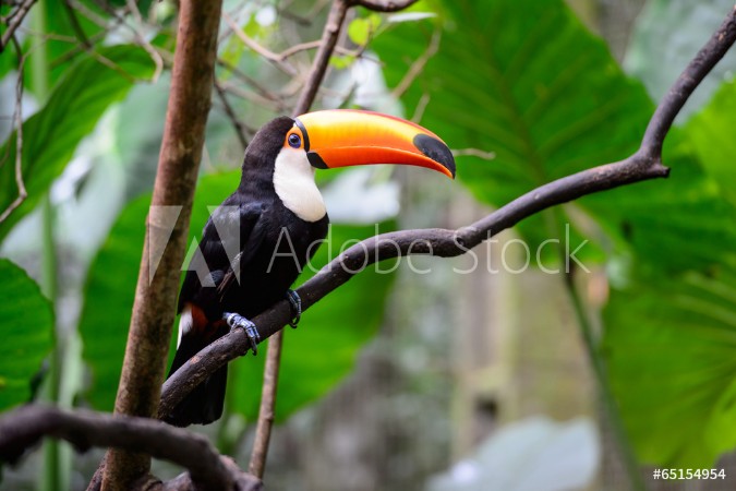 Picture of Toucan National park Iguazu Brazil